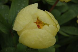 Paeonia mlokosewitschii Flower (05/05/2012, Kew Gardens, London) Paeonia mlokosewitschii Flower (05/05/2012, Kew Gardens, London)