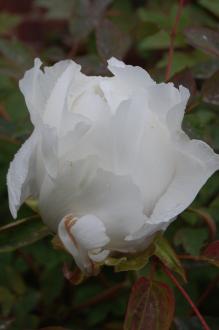Paeonia rockii 'Joseph Rock' Flower (05/05/2012, Kew Gardens, London) Paeonia rockii 'Joseph Rock' Flower (05/05/2012, Kew Gardens, London)