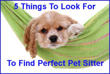 5 Qualities To Look For In Pet Sitters