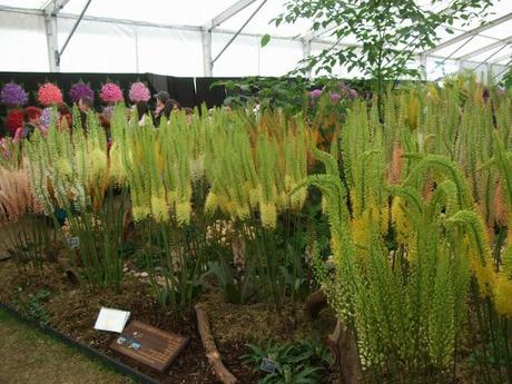 A Look Back at 2012 RHS Hampton Court Flower Show A Look Back at 2012 RHS Hampton Court Flower Show