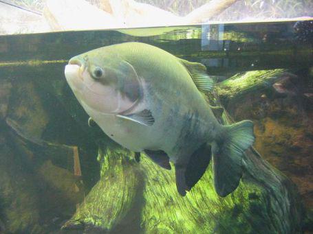 Pacu Fish at the Shedd Aquarium (Photo: Omnitarian/GNU via Wikimedia)