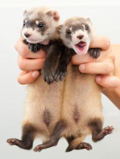Ferret Care Tips: How To Properly Care For Your Ferret