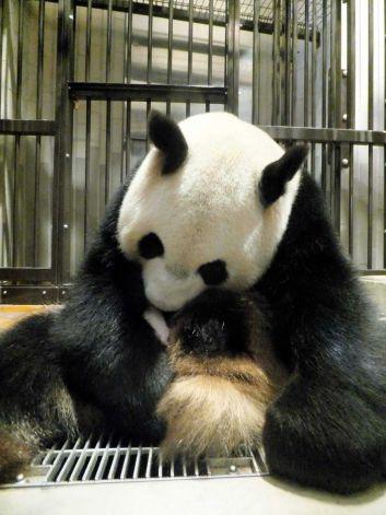 Shin Shin holds her baby giant panda to her chest: Ueno Zoological Park Society / AP via timesunion.com