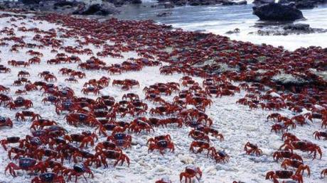 Red crabs flock to the shore of Christmas Island, Australia, every year to mate.: Image: Max Orchard via abc.net.au
