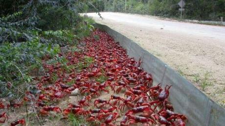 Barriers keep the crabs off the road and guide them to the overpass: image via abc.net.au