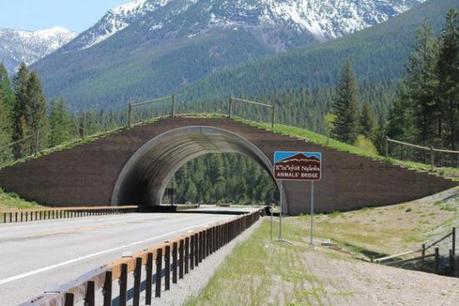 Animal bridge outside of Missoula, Montana: image credit: The Pedigree Artist, via theworldgeography.com