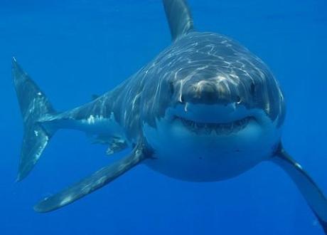 Viral video: Shark attacks fisher’s bait at Myrtle Beach, South Carolina