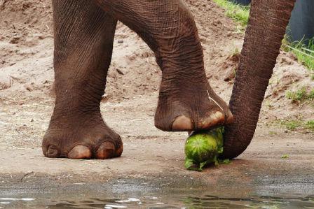 Elephant Enjoying Watermelon (Photo: Fir002/Flafstaffotos (http://www.gnu.org/licenses/licenses.html#FDL) via Wikimedia