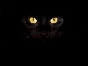 Supertitious Black Cat