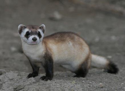 Black-Footed Ferret (Photo by USFWS Mountain Prairie/Creative Commons via Wilimedia)