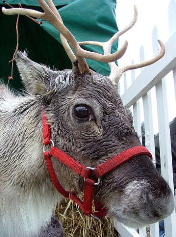 Reindeer (Photo by Keven Law/Creative Commons via Wikimedia)