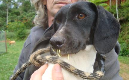 Dog Found With Porcupine Quills in Her Face Gets Rescued
