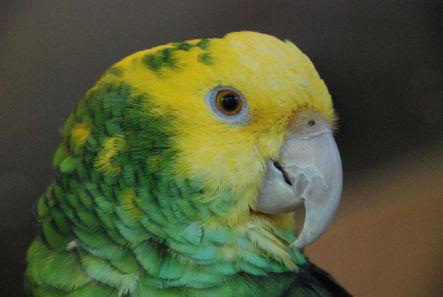Yellow-Headed Amazon Parrot (Photo by Humberto Moreno/Creative Commons via Wikimedia)