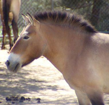 Przewalski's Wild Horse (Photo by Drew Avery/Creative Commons via Wikimedia)