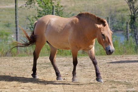Przewalski's Wild Horse (Photo by Jeff Kubina/Creative Commons via Wikimedia)