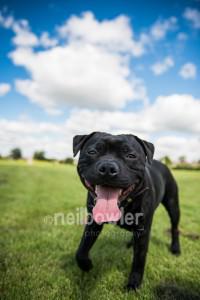 Pet Portraits Rugby | Pet Photographer Warwickshire