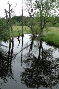 reflection of trees in the water.