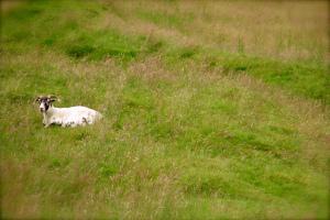 Ram in a grassy field.