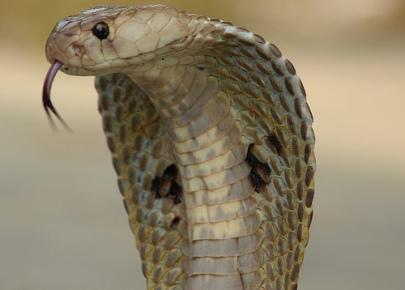 Indian Cobra (Photo by Kamalnv/Creative Commons via Wikimedia)