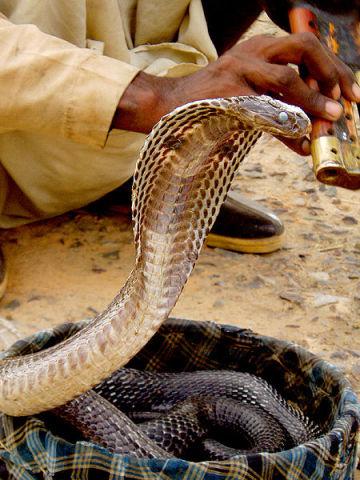 Cobra and Snake Charmer (Photo by Gregor Younger/Creative Commons via Wikimedia)