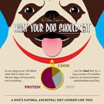 Ideal Diet For Your Dog