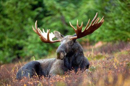 Buil Moose (Public Domain Image)