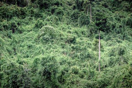 One day in the mountainous part of Vietnam on a motor bike Vn_bike_ride_img_8547-800x533