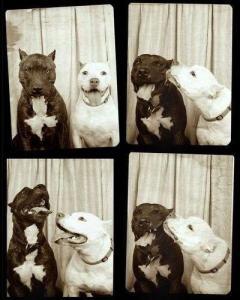 A tale of two pit bulls