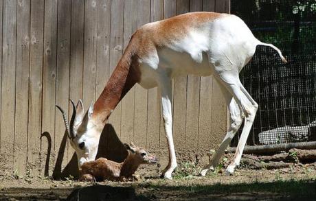 Dama gazelle, Adara, gives birth at the Smithsonian National Zoo: photo by Jen Zoon, Smithsonian National Zoo