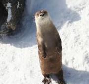 Otter Otter