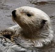 Otter Otter