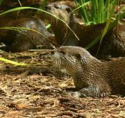 Otter Otter