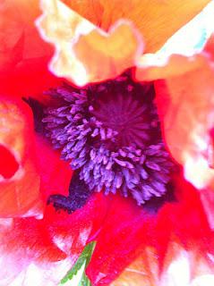 Poppies and metaphysics Poppies and metaphysics