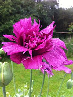 Poppies and metaphysics Poppies and metaphysics