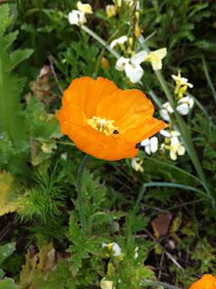 Poppies and metaphysics Poppies and metaphysics