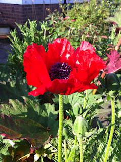 Poppies and metaphysics Poppies and metaphysics