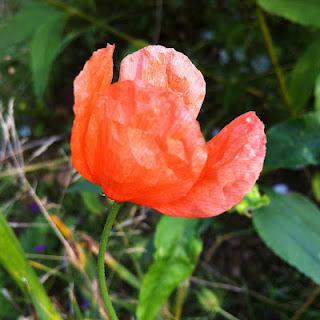 Poppies and metaphysics Poppies and metaphysics