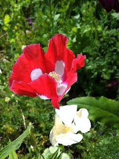 Poppies and metaphysics Poppies and metaphysics