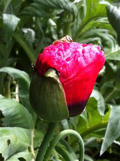 Poppies and metaphysics Poppies and metaphysics