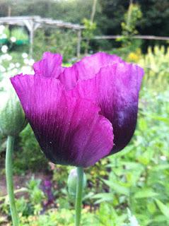 Poppies and metaphysics Poppies and metaphysics