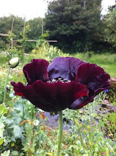 Poppies and metaphysics Poppies and metaphysics