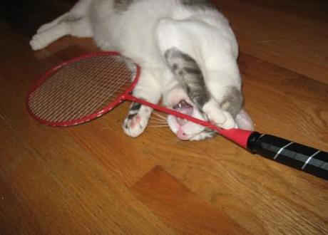 Six Olympic sports best played by cats