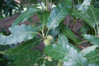 Quercus castaneifolia Acorns (30/07/2012, Kew Gardens, London)
