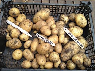 Potato trial: second early potatoes