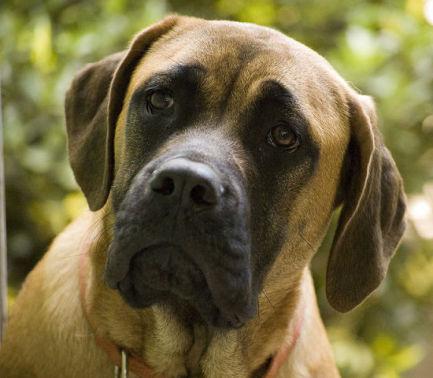 English Mastiff (Photo by Fotosuabe/Creative Commons vis Wikimedia)