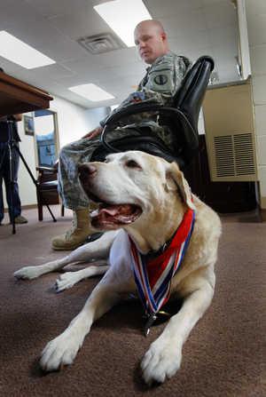 Military Dog Up for Hero Award