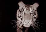 Sumatran-Tiger (c) Arddu