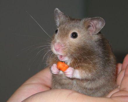 Hamster (Photo by Keith Pomakis/Creative Commons via Wikimedia)