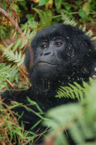 Mountain Gorilla (Photo: Dylan Walters/Creative Commons via Wikimedia)