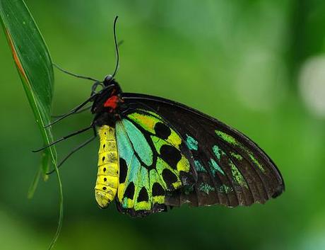 Diminishing Royalty: Queen Alexandra's Birdwing Butterfly